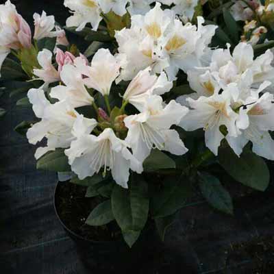 Rododendron