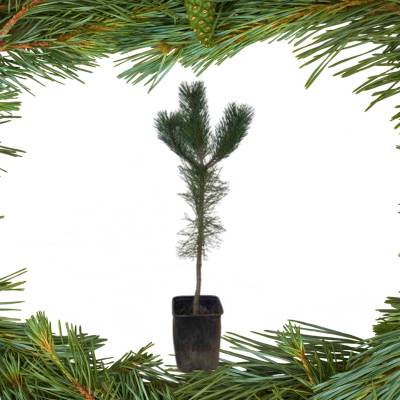 Crni i beli bor – visine 50 cm do 1,5 m