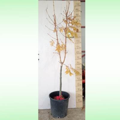 Piramidalni zlatni jasen 