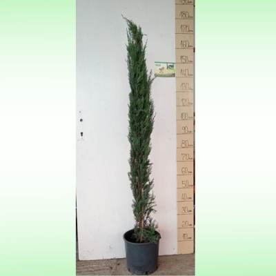 Totem – dekorativni četinar