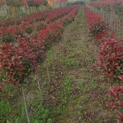 Kuglasta fotinija – 1,2 m