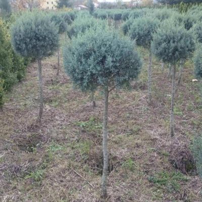 Loptasti Arizonski čempres – 1,7 m