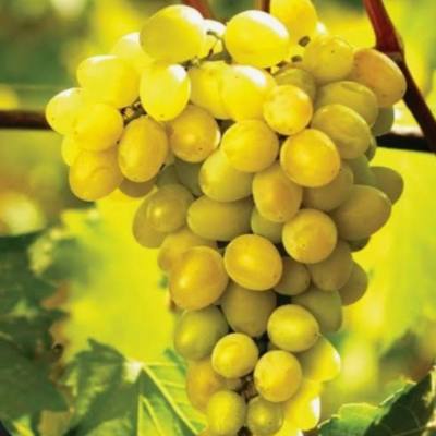 Sadnice loze Tamnjanika 