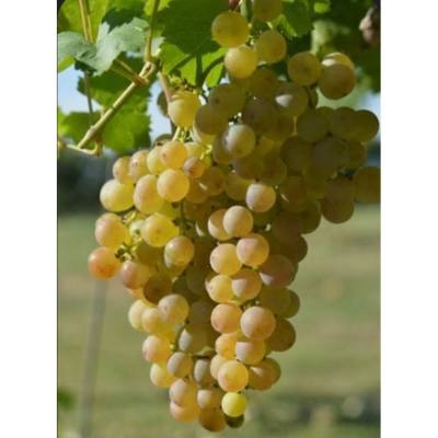 Sadnice loze Afus Ali