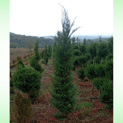 Leylandii čempres – oko 3 m 