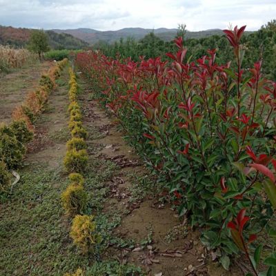 Žbunasta fotinija 1,3 m