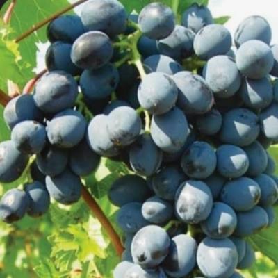 Sadnice loze Hamburg