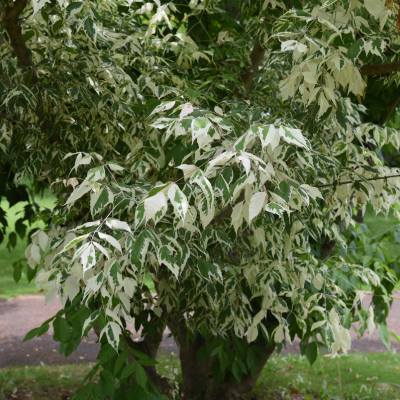 Acer negundo – brzo rastući dekorativni javor