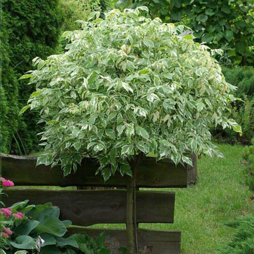 Acer negundo – brzo rastući dekorativni javor