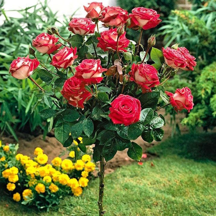 Ruža stablašica Osirija