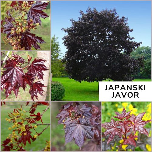 Japanski javor Acer Crimson King