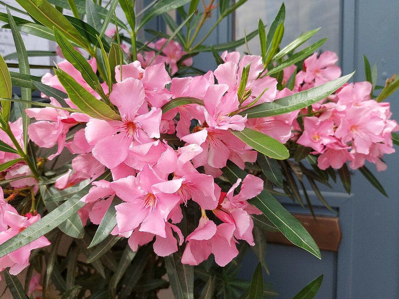 Lijander na štapu (roze)